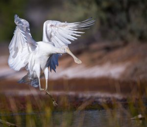 Yellow-Billed Spoonbill Touchdown