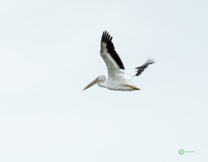 White Pelican