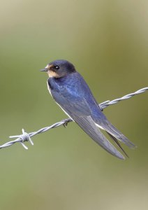 Barn Swallow