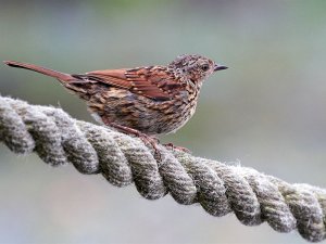 Dunnock on a rope.