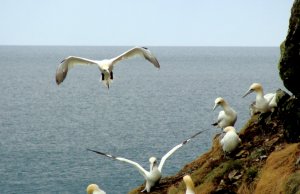 Northern Gannet