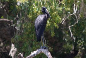 African Openbill