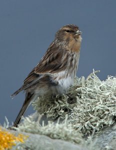 Twite