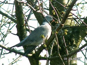 Woodpigeon