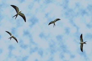 Swallow-taile Kite composite