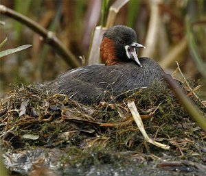 Little Grebe