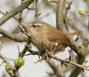 Wren