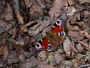 Peacock.