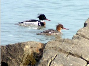 Lord and Lady Merganser by Breakwall