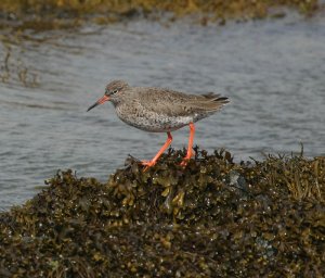 Redshank