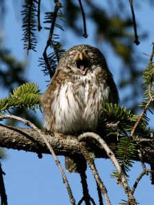Pygmy Owl (tired)