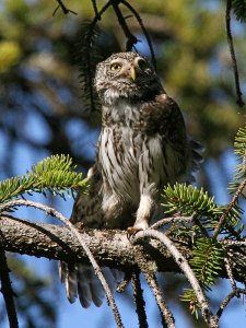 Pygmy Owl (stretching)