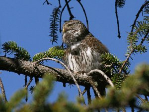 Pygmy Owl (singing)