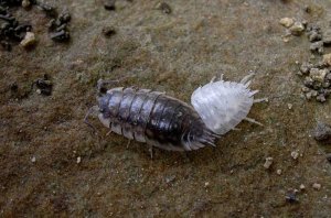 woodlouse shedding skin