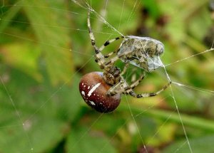 Araneus quadratus