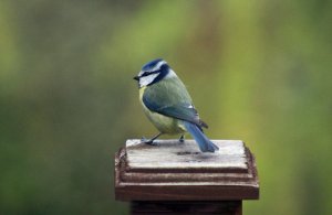 Male Blue Tit