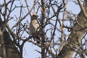 Waxwing