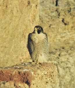 peregrine falcon