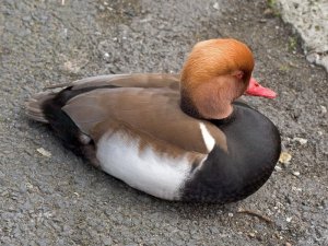 Red Crested Pochard