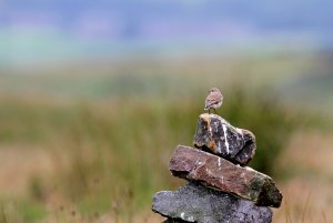 Wheatear