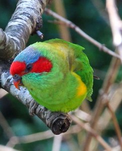 Musk Lorikeet