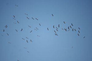 Stork Migration