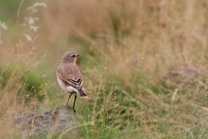 Wheatear