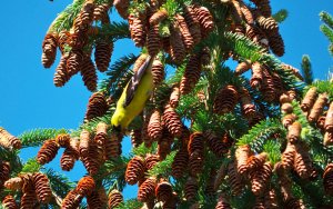 American Goldfinch on Pine Cones