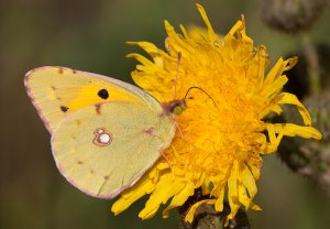 Clouded Yellow