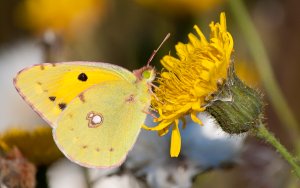 Clouded Yellow