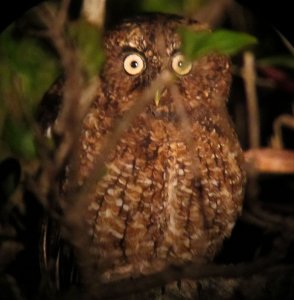 Bare-shanked Screech Owl