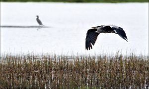 Grey Heron