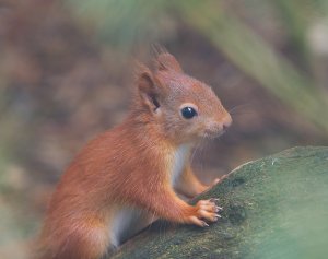 Red Squirell