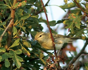 GREENISH WARBLER