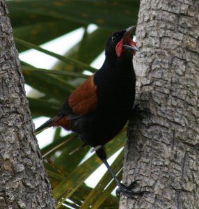 New Zealand Saddleback