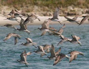 A flypast by Bar-tailed Godwits