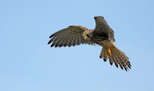 kestrel