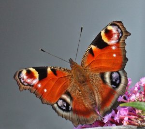 Peacock Butterfly