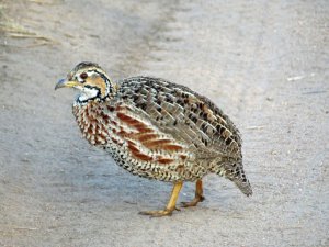 Shelley's Francolin - Sabi Sands, South Africa