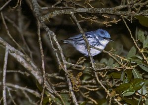 Cerulean Warbler