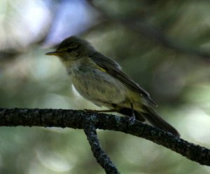 Iberian Chiffchaff