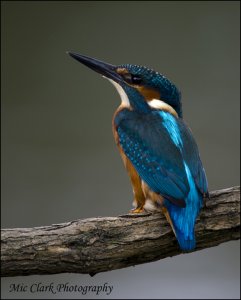 Kingfisher (Alcedo atthis)