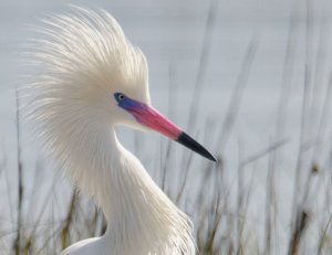 Gulf Coast Texas Birding