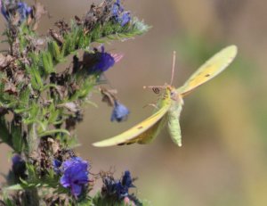 Clouded Yellow taking off