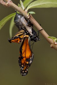 Birth of a Monarch Butterfly