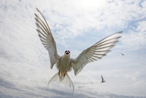 Scary Tern