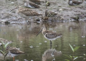 Asian Dowitcher