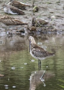 Asian Dowitcher