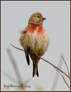 linnet