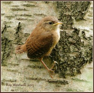 juvenile wren